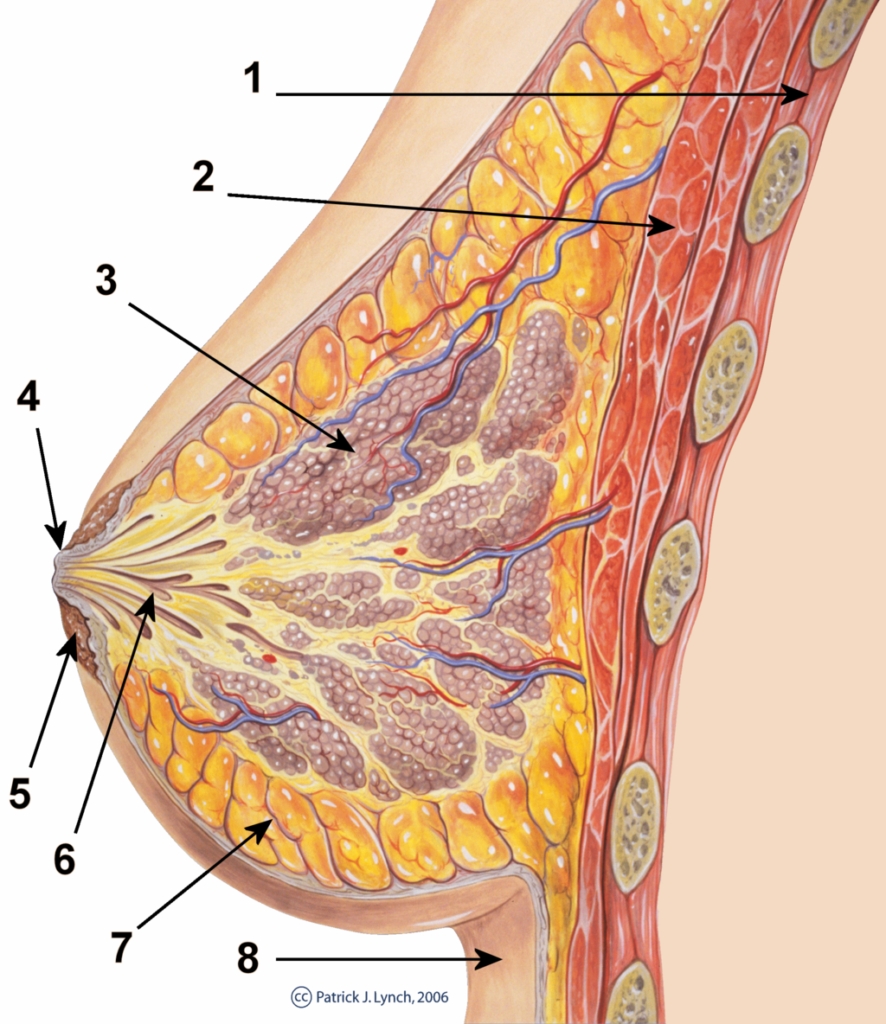 Brust Anatomie 886x1024 - Was passiert mit deinen Brüsten bei Training und Diät?