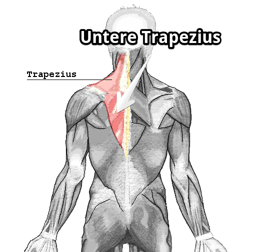 untere Trapezius - Rundrücken (Hyperkyphose) wegtrainieren mit diesen Übungen